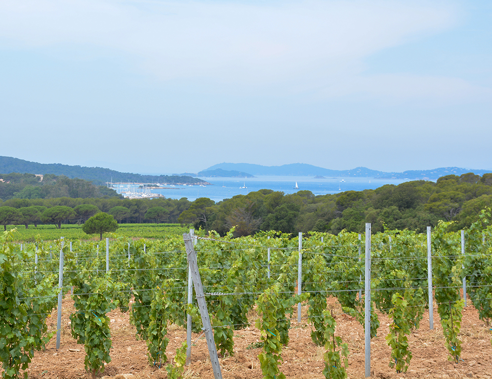 porquerolles vignes