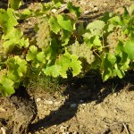 VISUEL SANCERRE 6