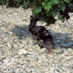 VISUEL SANCERRE 9