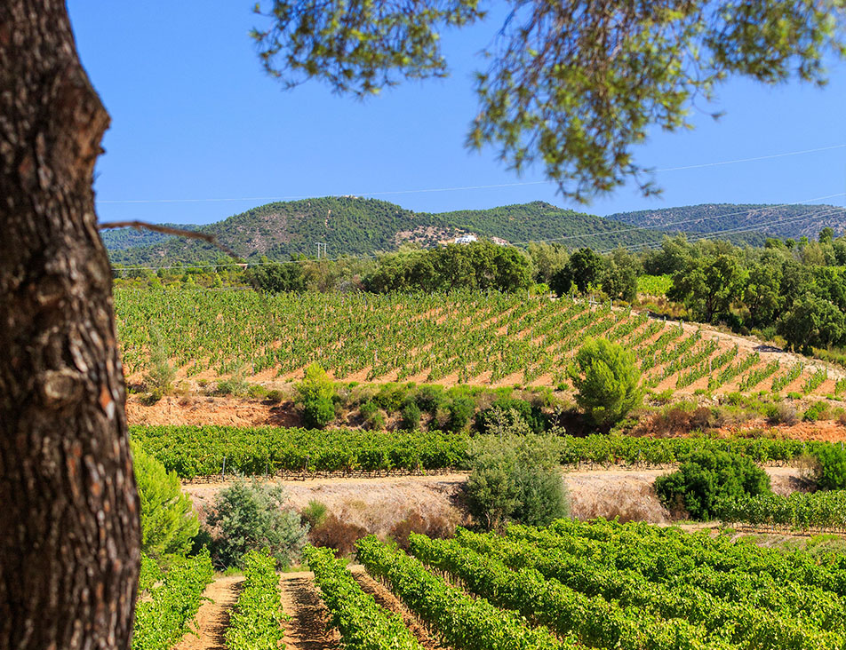 Figuière: L'excellence des vins de Provence Figuière: L'excellence des vins de Provence