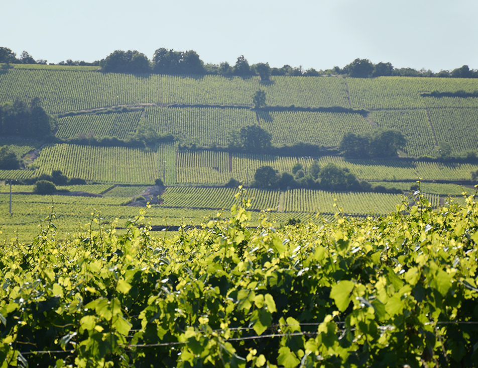 48 h sur les terres de Beaune : nos adresses et coups de cœur 48 h sur les terres de Beaune : nos adresses et coups de cœur
