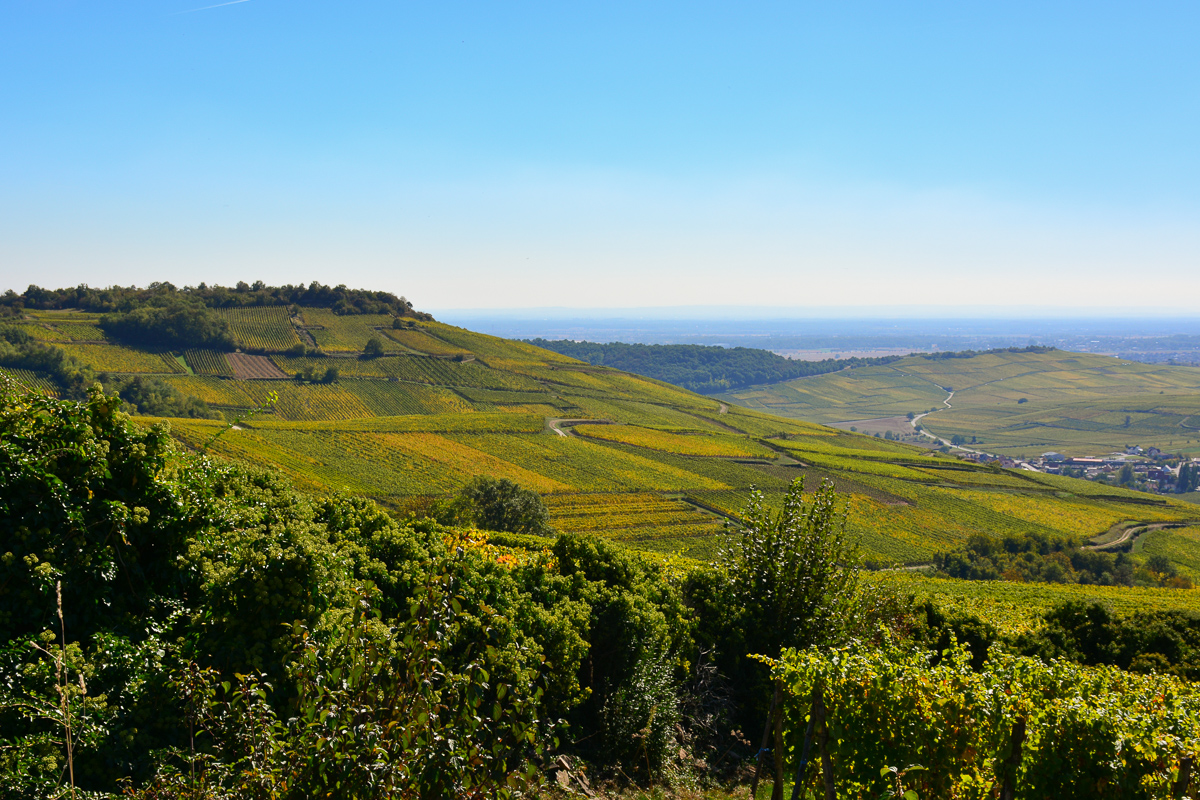 À la découverte de la biodynamie en Alsace et du Chai bioclimatique À la découverte de la biodynamie en Alsace et du Chai bioclimatique