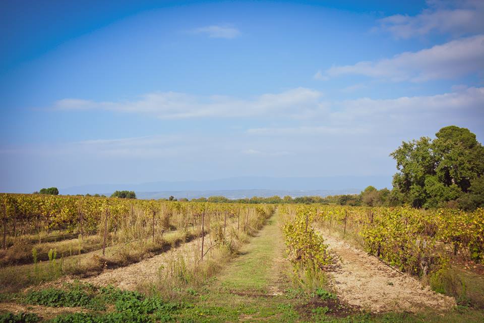 L'enherbement naturel au Château de Vauclaire