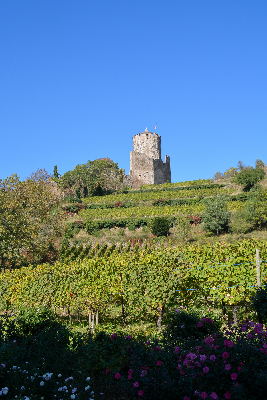 À la découverte de la biodynamie en Alsace et du Chai bioclimatique À la découverte de la biodynamie en Alsace et du Chai bioclimatique