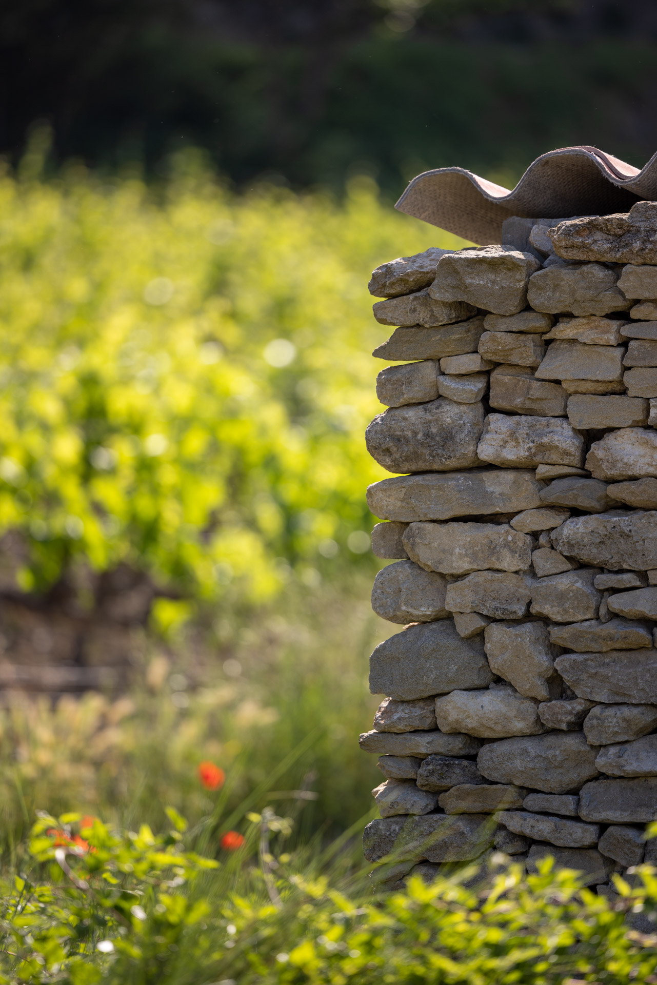 domaine TréluS vignoble