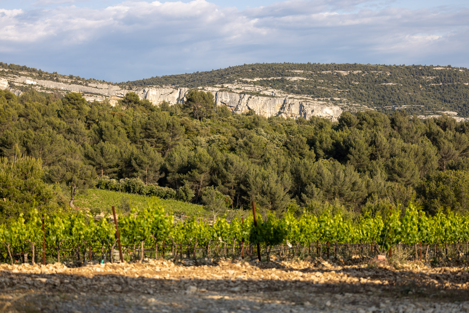 Le vignoble du domaine TréluS
